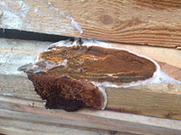 Dry Rot treatment
